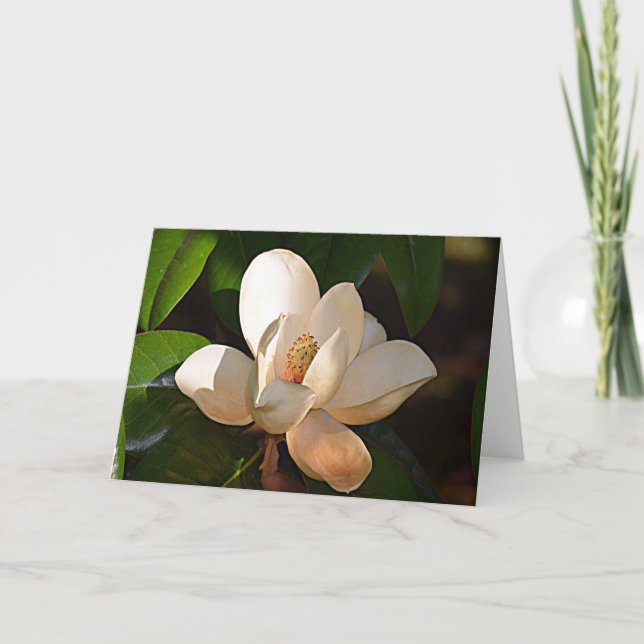 Tarjeta Magnolia de Mississippi (Anverso)
