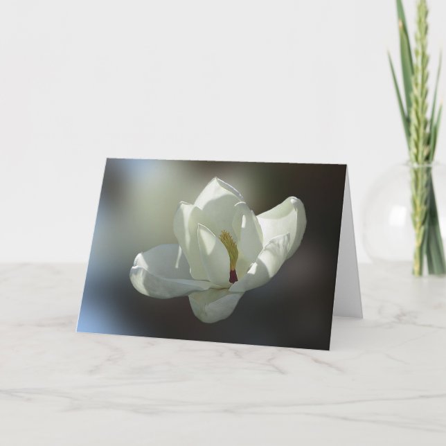 Tarjeta Magnolia grandiflora (Anverso)