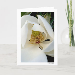 Tarjeta Magnolia Swirl