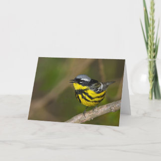 Tarjeta Magnolia Warbler