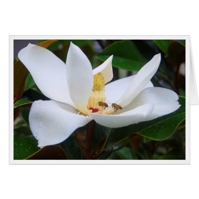 Tarjeta Magnolia y abejas (Anverso (Horizontal))