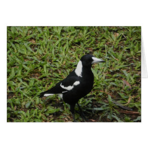 Tarjeta Magpie de Australia