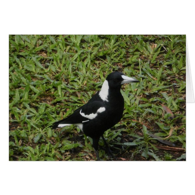 Tarjeta Magpie de Australia (Anverso (Horizontal))