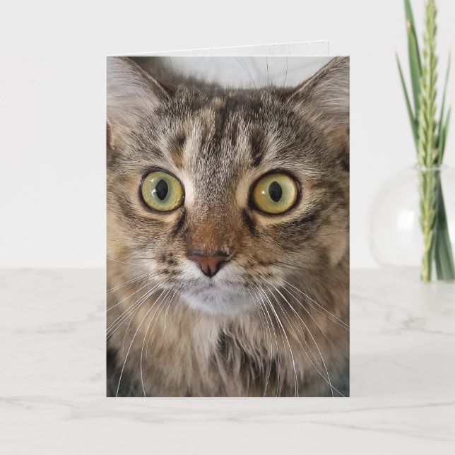 Tarjeta Maine Coon Cat Face Cumpleaños (Anverso)