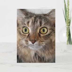 Tarjeta Maine Coon Cat Face Cumpleaños