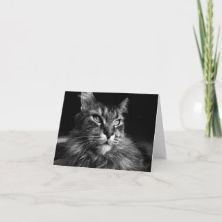 Tarjeta Maine Coon Cat notecard 4 x 5.6
