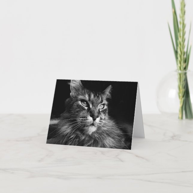 Tarjeta Maine Coon Cat notecard 4 x 5.6 (Anverso)