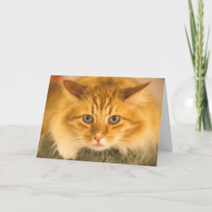 TARJETA MAINE COON CAT STARE DOBLADO