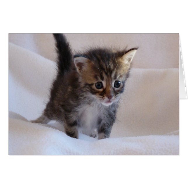 Tarjeta Maine Coon Kitten (Anverso (Horizontal))