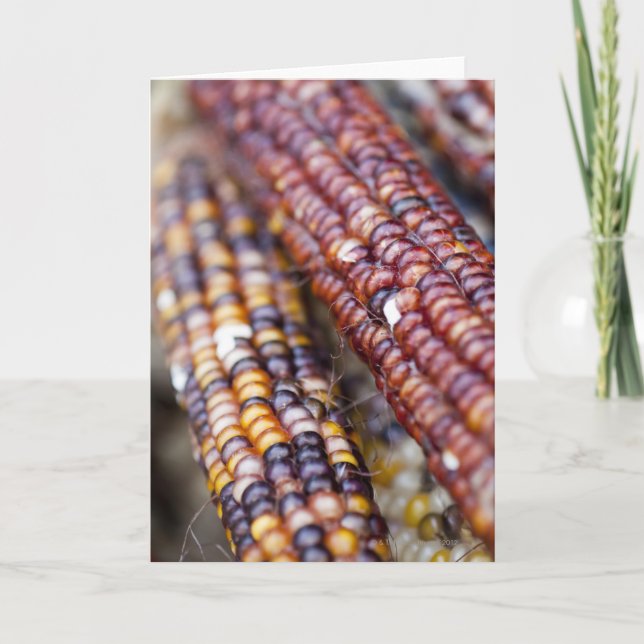 Tarjeta Maíz indio en el cuadrado Greenmarket, nueva Y de (Anverso)