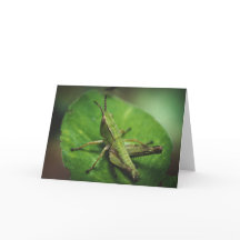 Majestad Esmeralda: Un Elegante Grasshopper