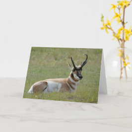 Tarjeta Majestic Male Pronghorn, Custer, SD