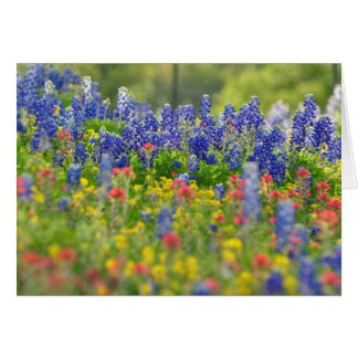 Tarjeta majestuosa de los Bluebonnets