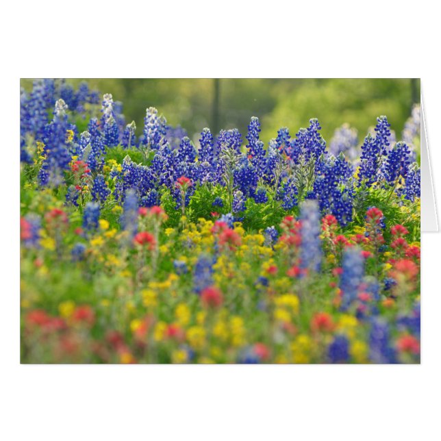 Tarjeta majestuosa de los Bluebonnets (Anverso (Horizontal))