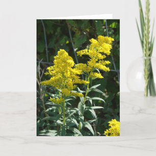 Tarjeta Malas hierbas de oro