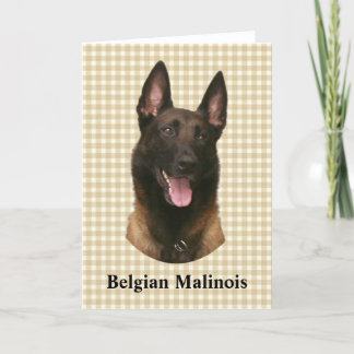 Tarjeta malinois belga