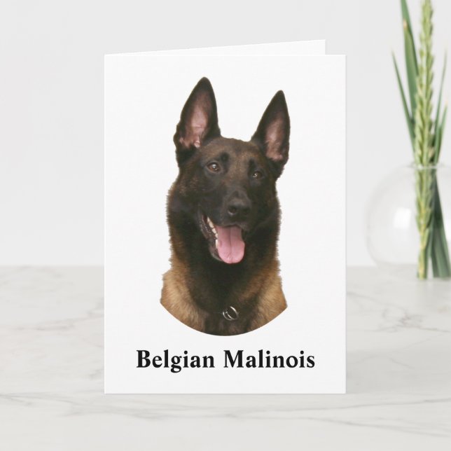 Tarjeta malinois belga (Anverso)