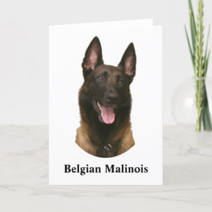 Tarjeta malinois belga