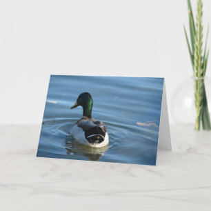 Tarjeta Mallard Drake