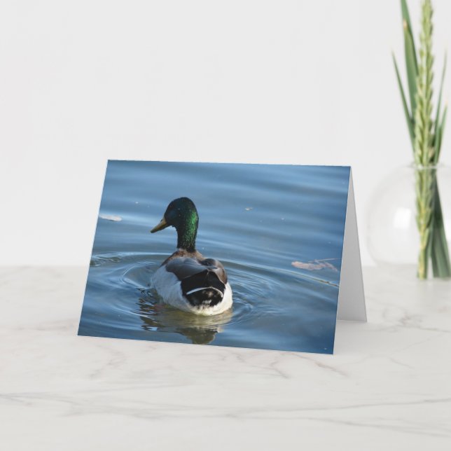 Tarjeta Mallard Drake (Anverso)