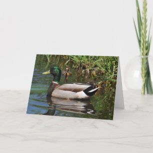 Tarjeta Mallard Drake Ducklings Fotografía del Día del Pad