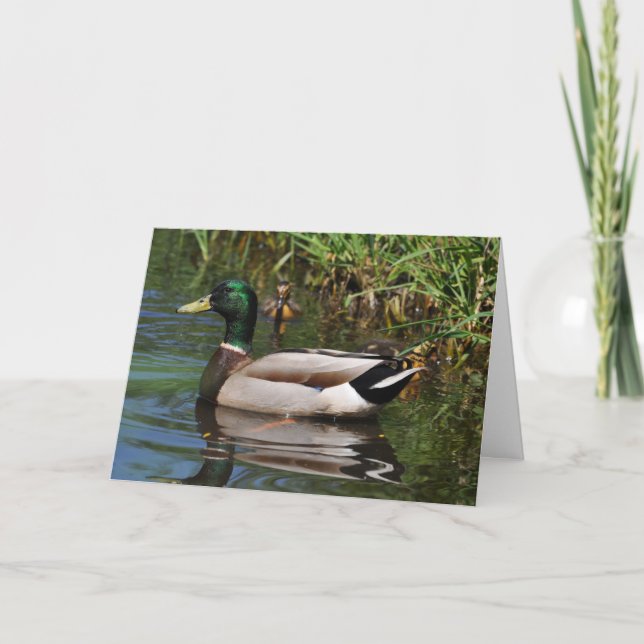 Tarjeta Mallard Drake Ducklings Fotografía del Día del Pad (Anverso)