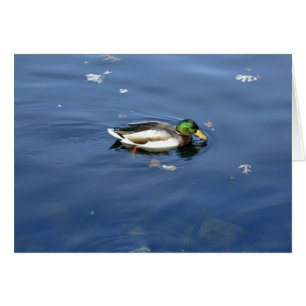 Tarjeta Mallard Shimmer