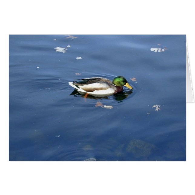 Tarjeta Mallard Shimmer (Anverso (Horizontal))