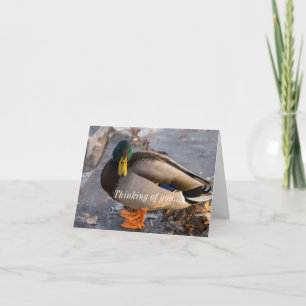 Tarjeta Mallard Sobre El Pensamiento De Hielo En Tu Tarjet
