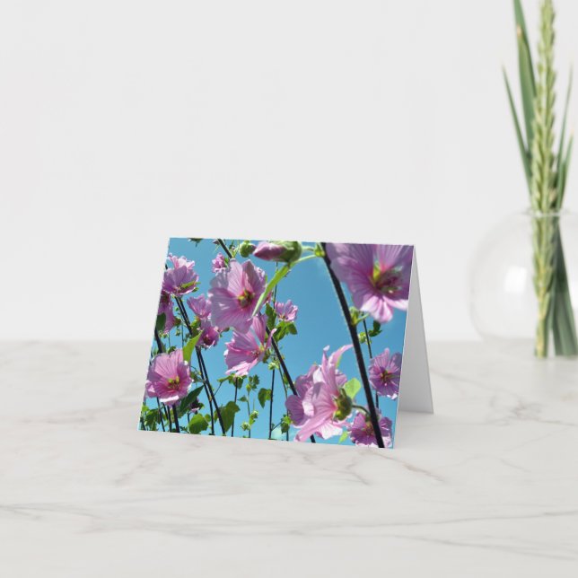 Tarjeta Mallow de árbol (Lavatera arborea) (Anverso)