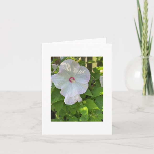 Tarjeta Mallow Hibiscus, Rosa con crimones (Anverso)
