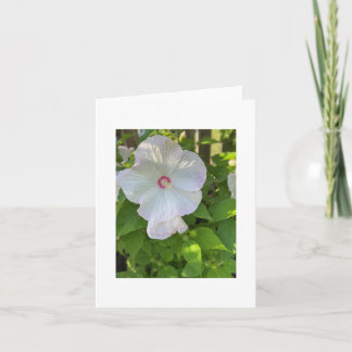 Tarjeta Mallow Hibiscus, Rosa con crimones