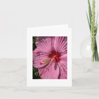 Tarjeta Mallow Hibiscus, Rosa con crimones