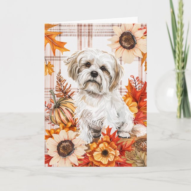 Tarjeta Malti Tzu Dog Cae Acción de Gracias (Anverso)