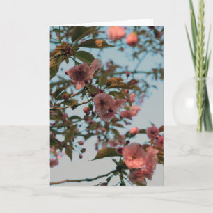 Tarjeta Malus Brandywine Crabapple Blossom