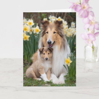 Tarjeta Mamá Collie áspera Día de la Madre Amor