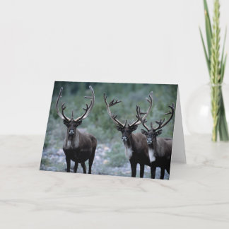 Tarjeta Manada de alces | Mt. Baring, Washington