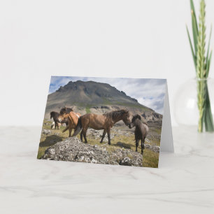 Tarjeta Manada De Caballos, Cerca De Hofn, Islandia