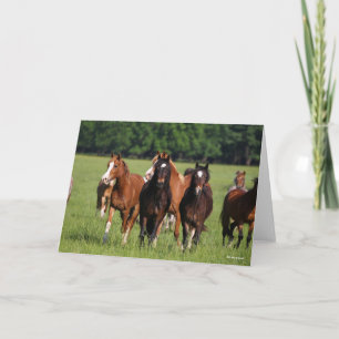 Tarjeta Manada de ponis galeses en pie de campo