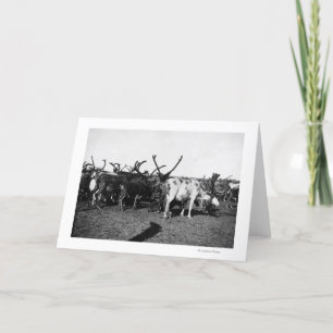 Tarjeta Manada del reno en la fotografía de Alaska