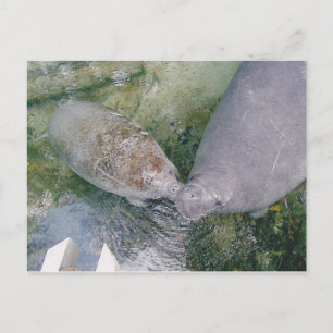 Tarjeta Manatee Smooch Post