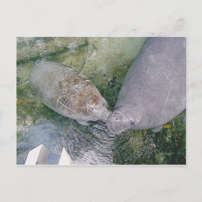 Tarjeta Manatee Smooch Post (Anverso)
