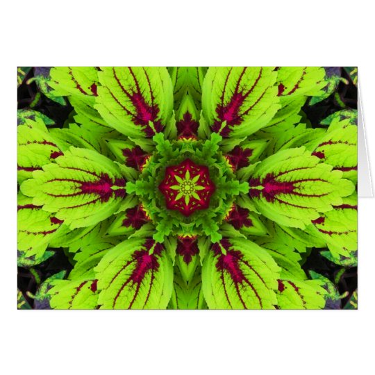 Tarjeta Mandala de la planta del coleo