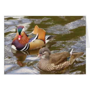 Tarjeta Mandarin Ducks