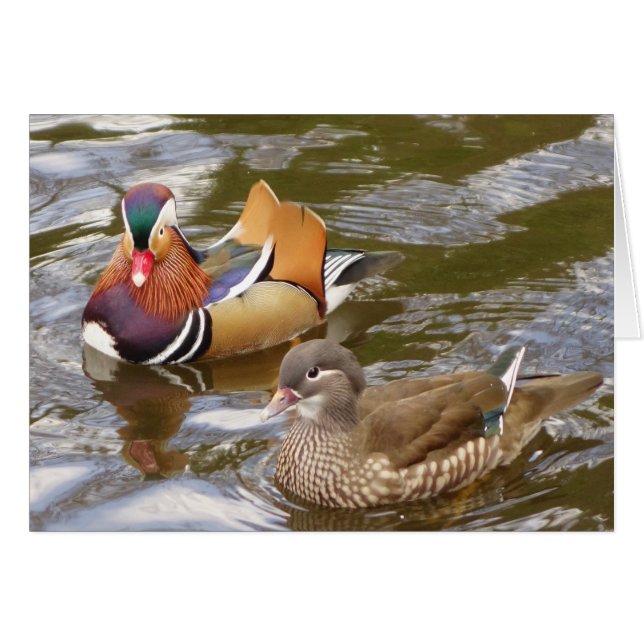 Tarjeta Mandarin Ducks (Anverso (Horizontal))