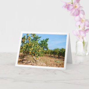 Tarjeta Mandarin Naranja Tree Orchard