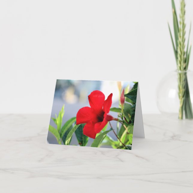 Tarjeta Mandevilla (Anverso)