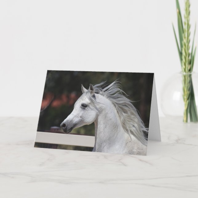 Tarjeta Mane Flower Gray Arab Stallion (Anverso)