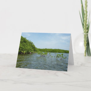 Tarjeta Manglares bebés en el Caribe
