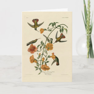 Tarjeta Mango Hummingbird de Aves de América de Audubon